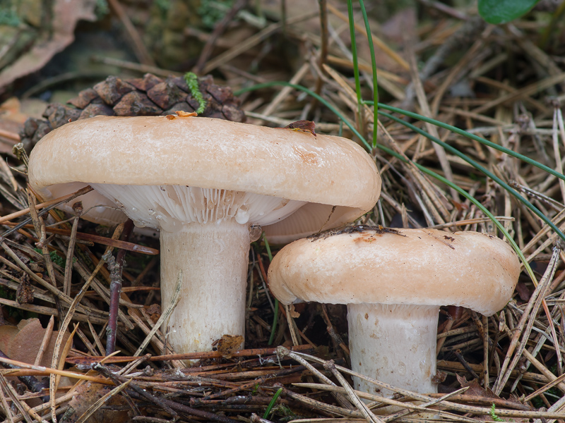 Lactarius musteus